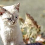 Aimée Raclot Cat Lawsuit — What French Pet Theft Law Says About Rescued Strays