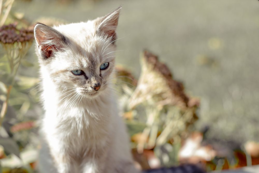 Aimée Raclot Cat Lawsuit — What French Pet Theft Law Says About Rescued Strays